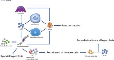 A Role of IL-17 in Rheumatoid Arthritis Patients Complicated With Atherosclerosis